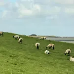Rosenwarft Pellworm
