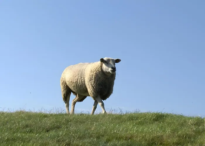 Rosenwarft Lägenhet Pellworm